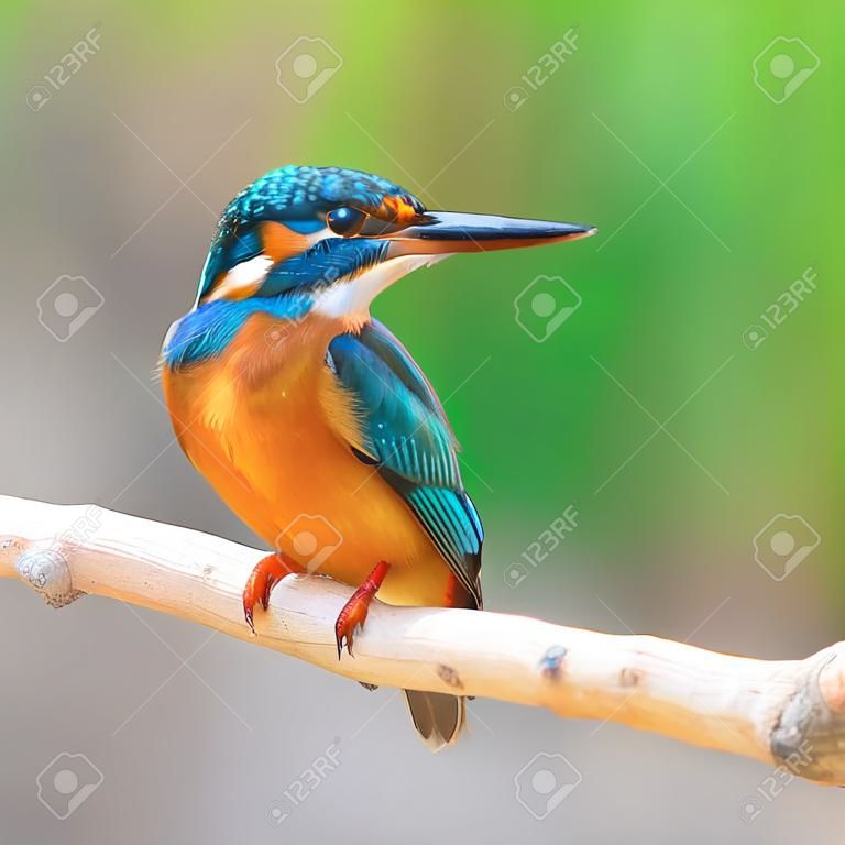 Un bel oiseau pêcheur, mâle Kingfisher commun (Alcedo athis), perché sur une branche