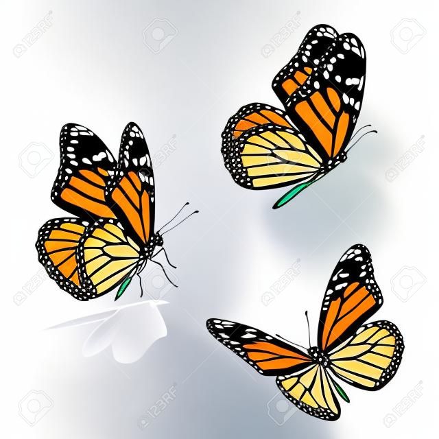 Bella tre farfalla monarca, isolato su sfondo bianco