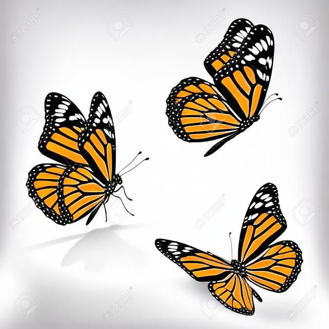 Beautiful three monarch butterfly, isolated on white background
