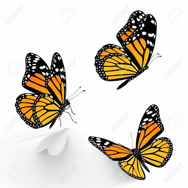 Bella tre farfalla monarca, isolato su sfondo bianco