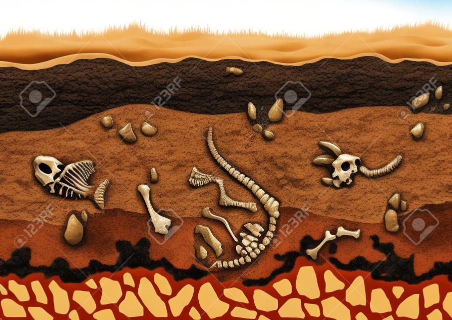 Strati di terreno con ossa. Orizzonti di superficie con scheletro di rettile fossile, strato superiore di struttura terrestre con miscela di materia organica, minerali. Ossa di lucertola sepolte in terra e strato di argilla sotterraneo