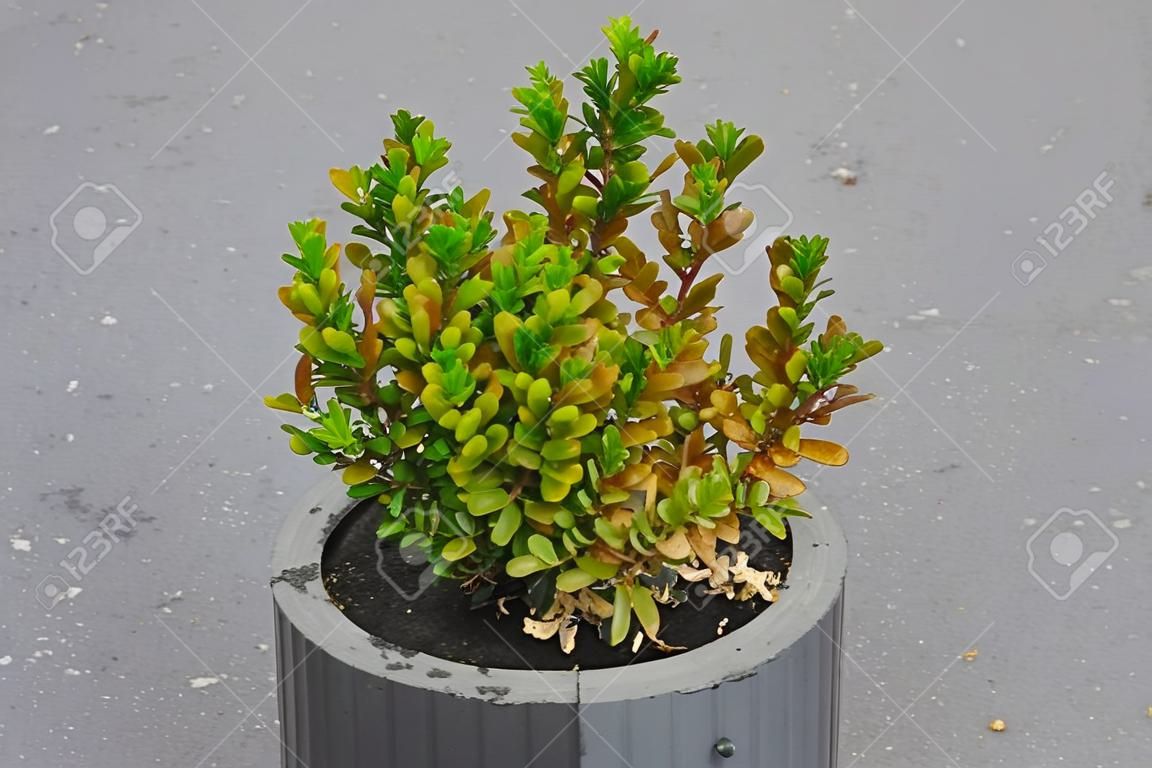 Diseased buxus. The twigs and leaves of Boxwood turn yellow and red because of the sucking damage. Boxwood illness