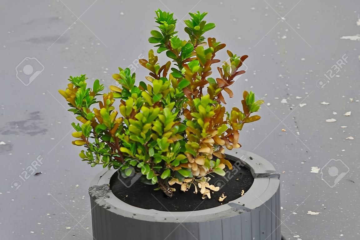 Diseased buxus. The twigs and leaves of Boxwood turn yellow and red because of the sucking damage. Boxwood illness
