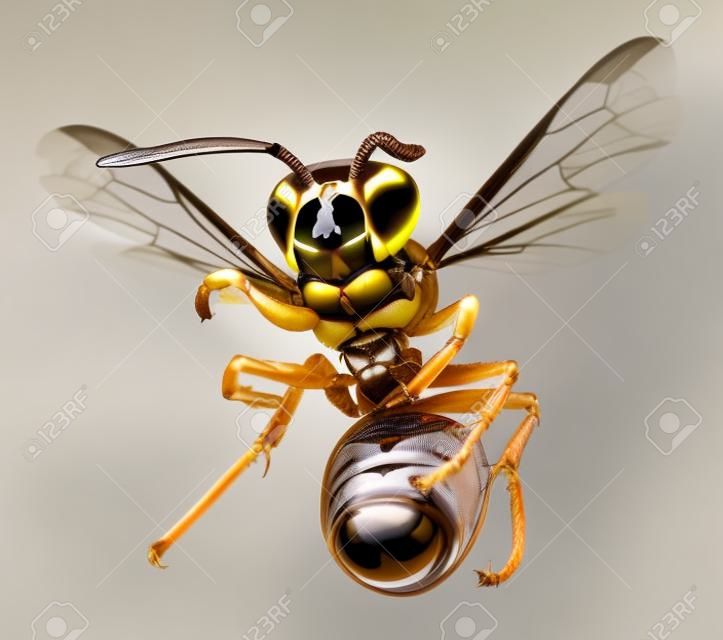 hornet isolated on white background.