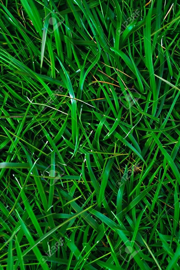 Background of green grass texture, Natural wallpaper