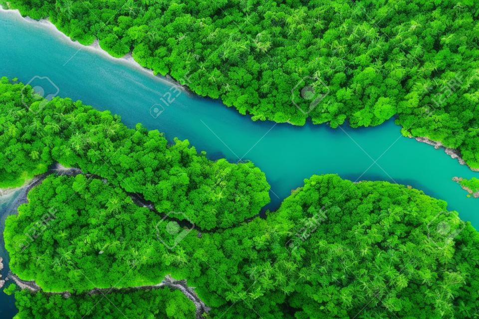 Luftaufnahme des tropischen Regenwaldes der Mangroven mit Fluss vom Berg zum Meer, Naturleben