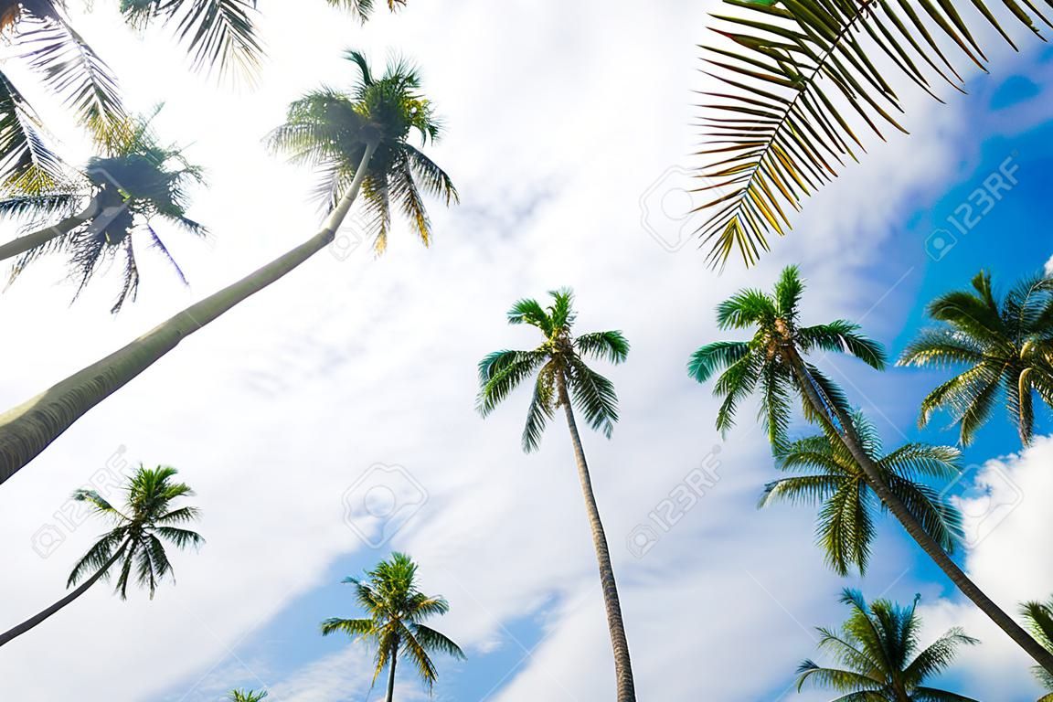 Palmeira de coco ant vista para o céu mar praia férias conceito
