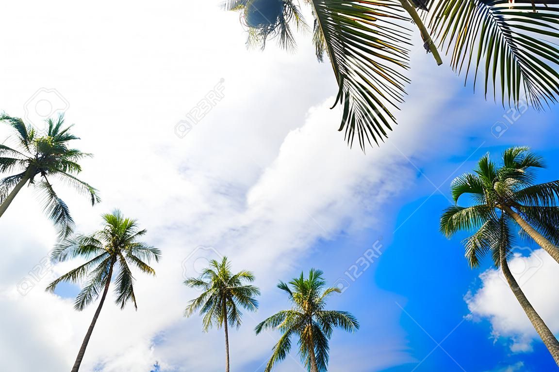 Palmeira de coco ant vista para o céu mar praia férias conceito