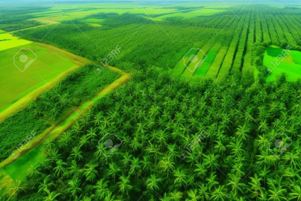 Green oil palm plantation field agricultural industry aerial view