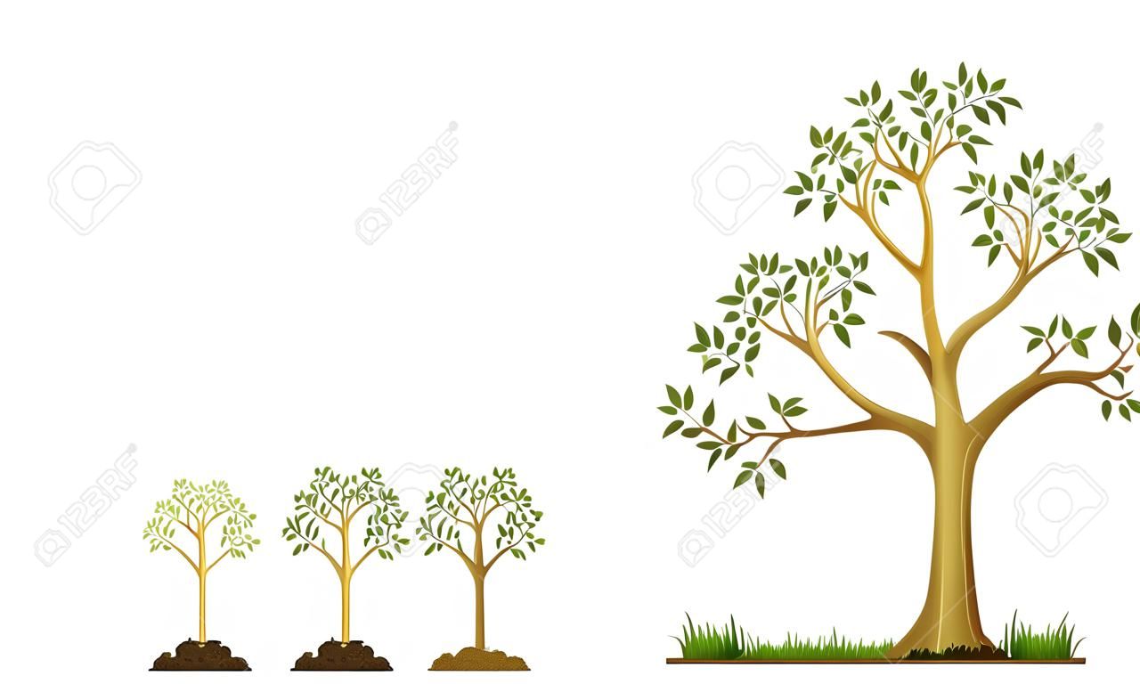 Etapas de crecimiento del árbol a partir de la semilla. Riego de las semillas. Colección de árboles de pequeños a grandes. Árbol verde con pasos de crecimiento de hojas. Ilustración del desarrollo del ciclo económico