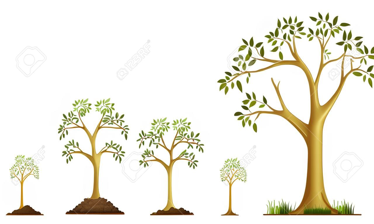 Etapas de crecimiento del árbol a partir de la semilla. Riego de las semillas. Colección de árboles de pequeños a grandes. Árbol verde con pasos de crecimiento de hojas. Ilustración del desarrollo del ciclo económico