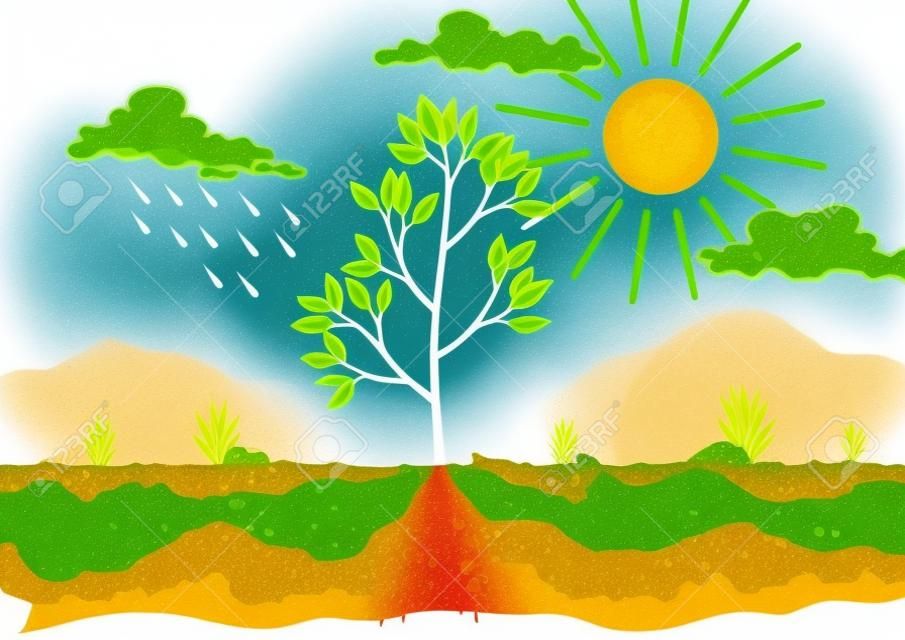 Photosynthesis as a process of tree produce oxygen using rain and sun. Process of photosynthesis in plant. Colorful biology illustration for education in flat style