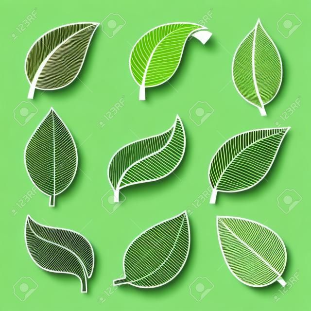 Eco green color leaf vector logo flat icon set. Isolated leaves shapes on white background. Bio plant and tree floral forest concept design.