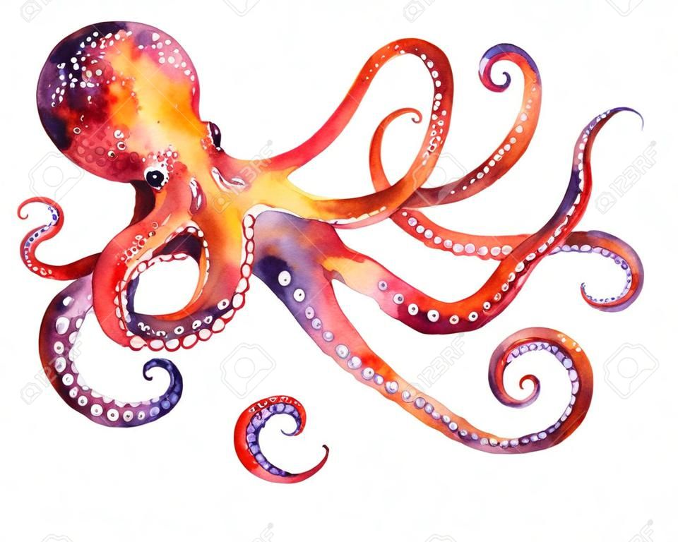 Aquarell-Oktopus Handgemalte Darstellung