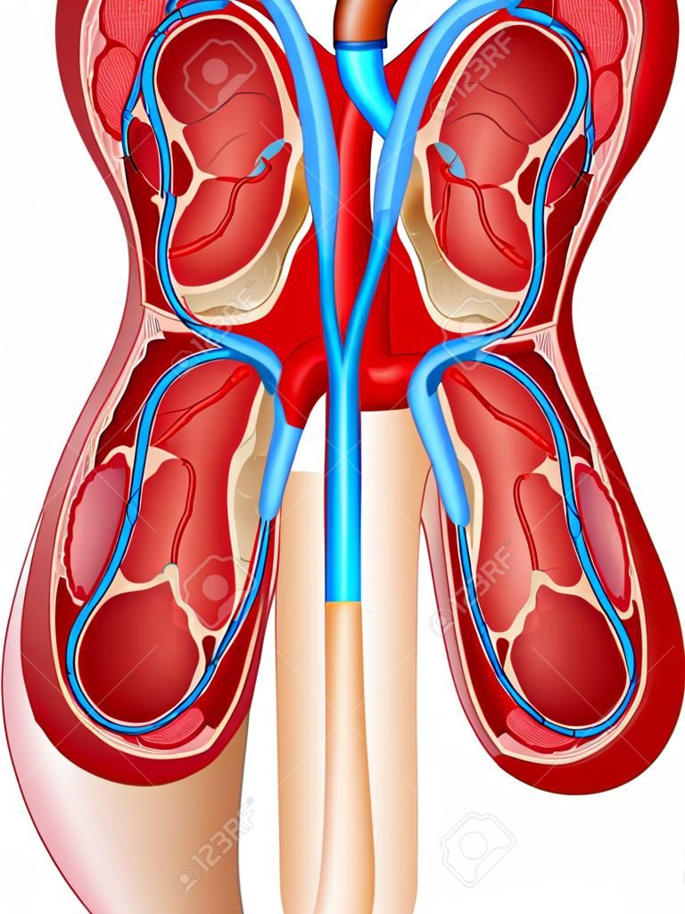 人体肾脏解剖的向量图示