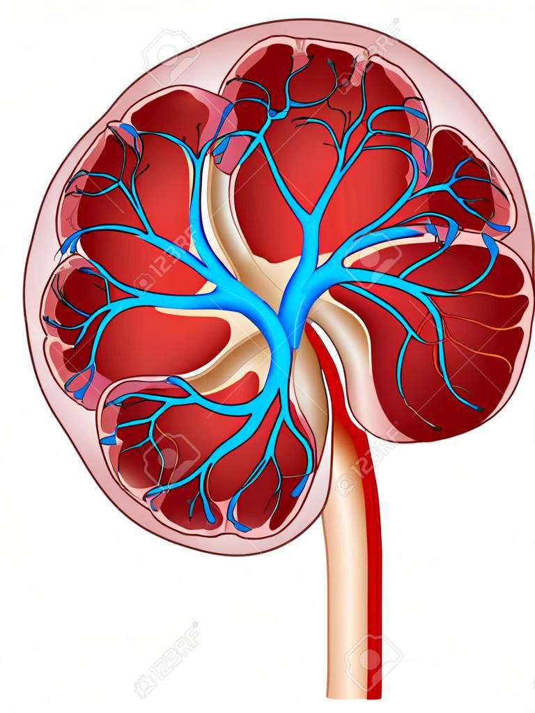 人體內臟腎解剖矢量插圖