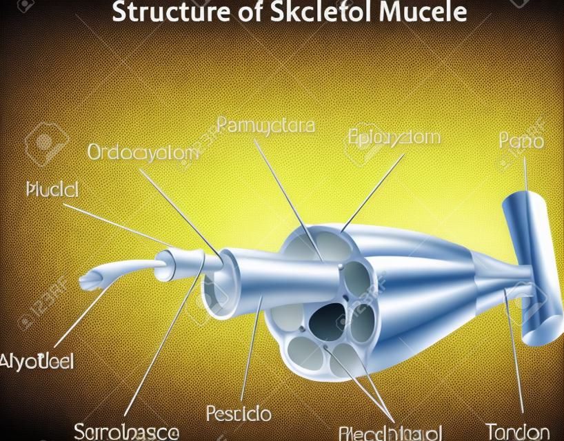 Ilustración del vector de la estructura esquelética anatomía muscular