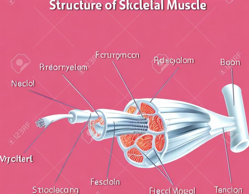 Ilustración del vector de la estructura esquelética anatomía muscular