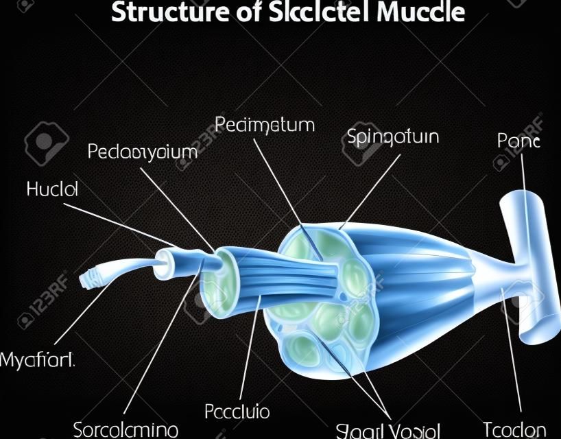 結構骨骼肌解剖學矢量插圖