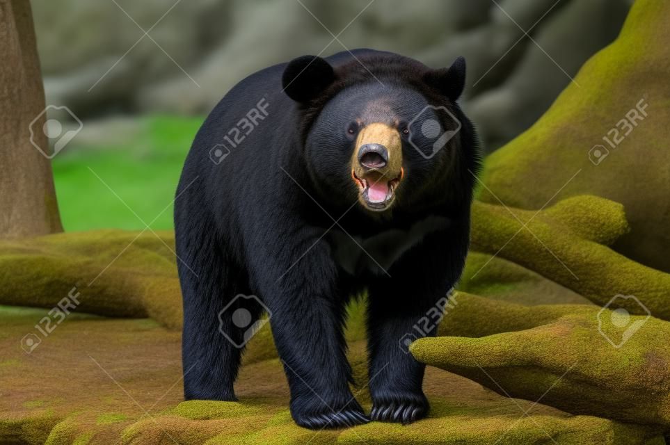 Asiatischer schwarzer Bär