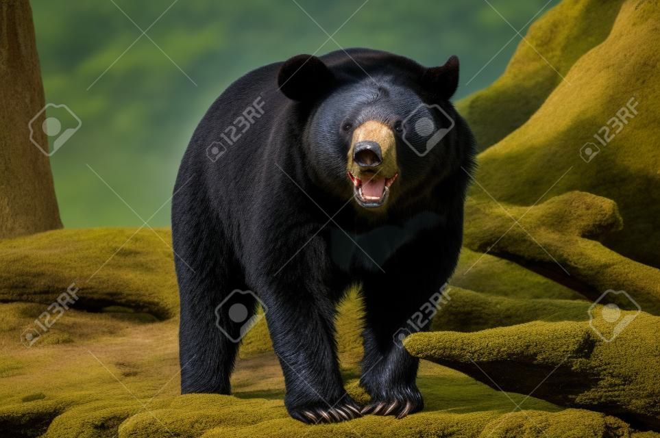 아시아 흑곰