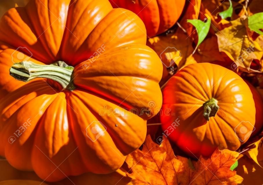 Banner van Thanksgiving pompoenen op herfst droog blad. Stock foto van een zonnepompoen - Oogst / Thanksgiving Concept.