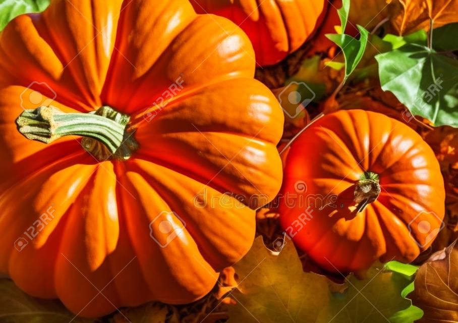 Banner of Thanksgiving pumpkins on autumn dry foliage. Stock photo of a solar pumpkin - Harvest / Thanksgiving Concept.