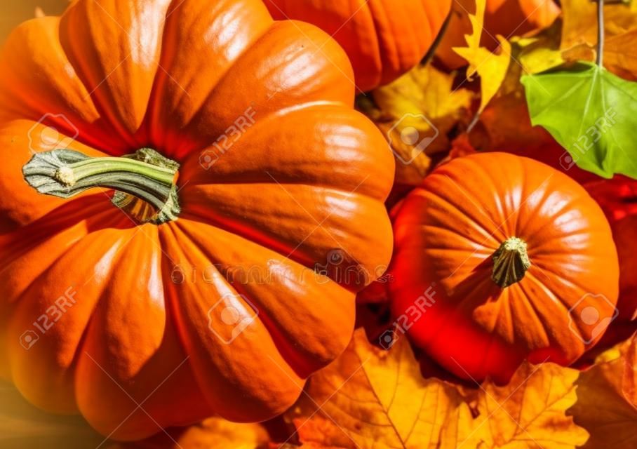 Banner of Thanksgiving pumpkins on autumn dry foliage. Stock photo of a solar pumpkin - Harvest / Thanksgiving Concept.