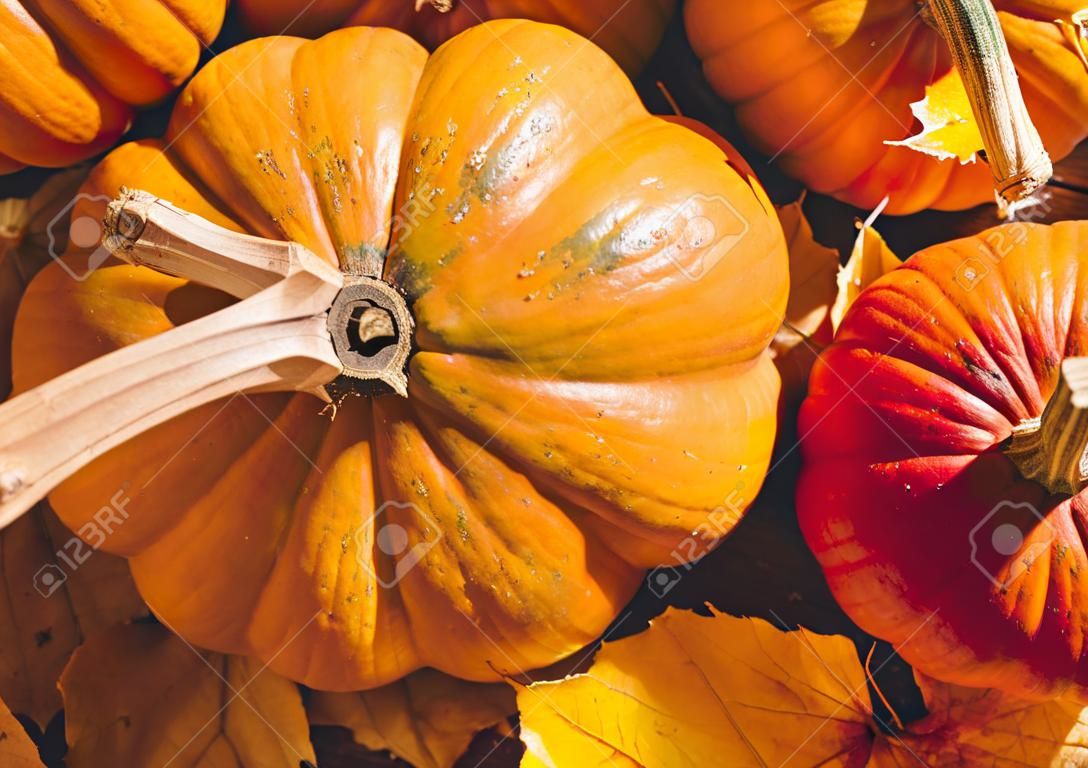 Banner van Thanksgiving pompoenen op herfst droog blad. Stock foto van een zonnepompoen - Oogst / Thanksgiving Concept.