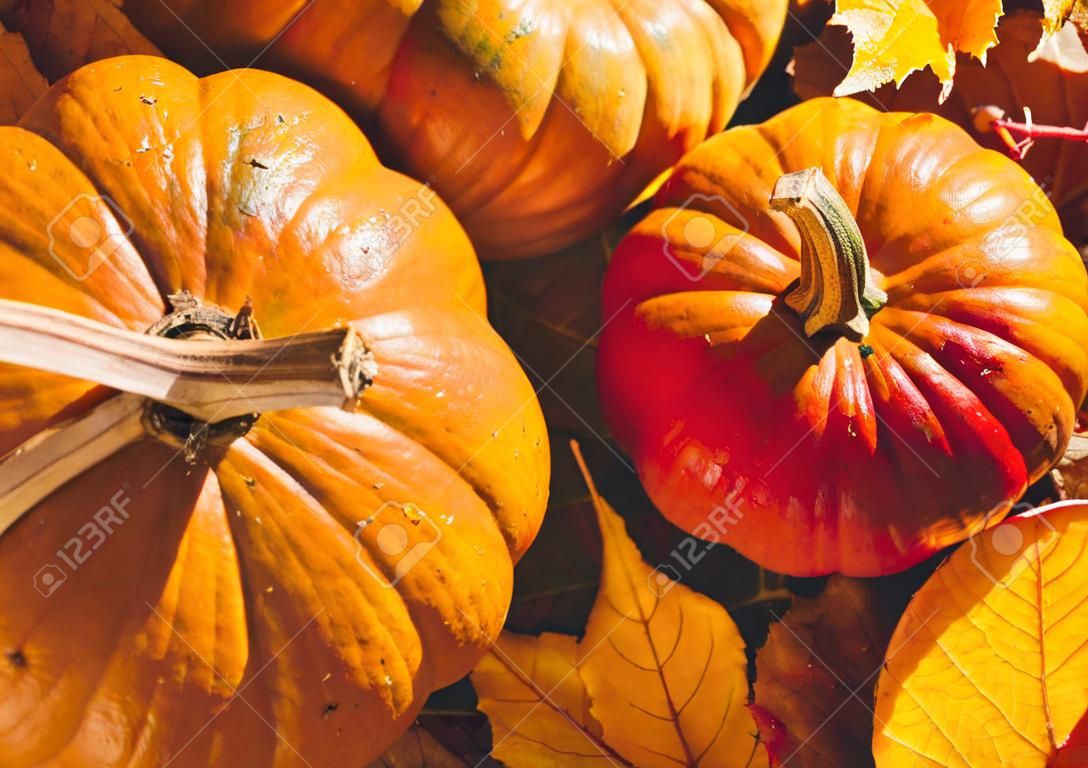Banner de calabazas de Acción de Gracias en el follaje seco de otoño. Fotografía de Stock de una calabaza solar - Cosecha / Concepto de Acción de Gracias.