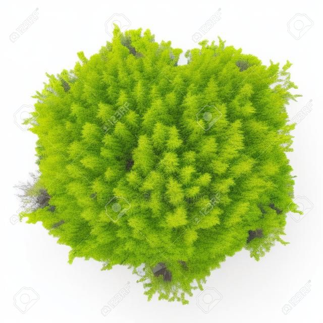 top view of hornbeam tree isolated on white background