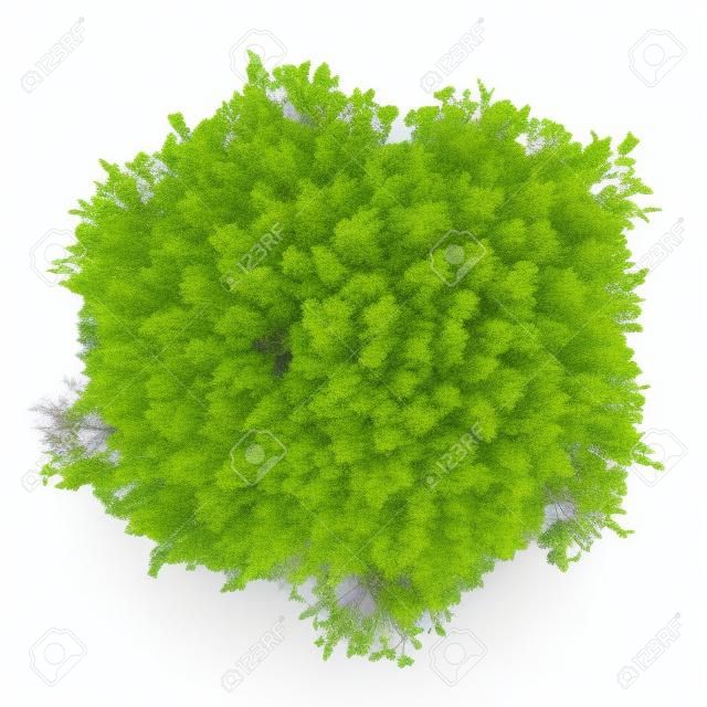 top view of hornbeam tree isolated on white background