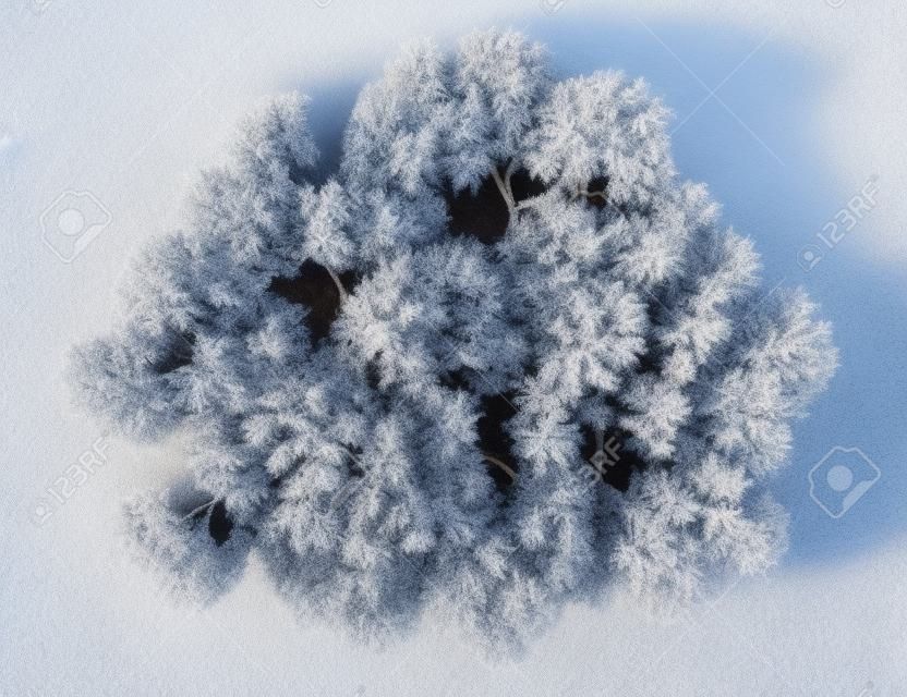 vista desde arriba del invierno Inglés roble aislado en fondo blanco