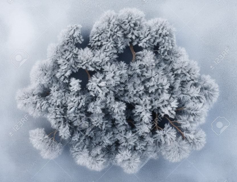 vista desde arriba del invierno Inglés roble aislado en fondo blanco