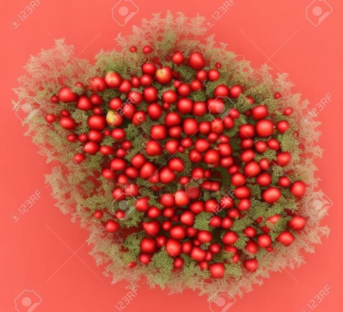 top view of apple tree with red apples isolated on white background. 3d illustration