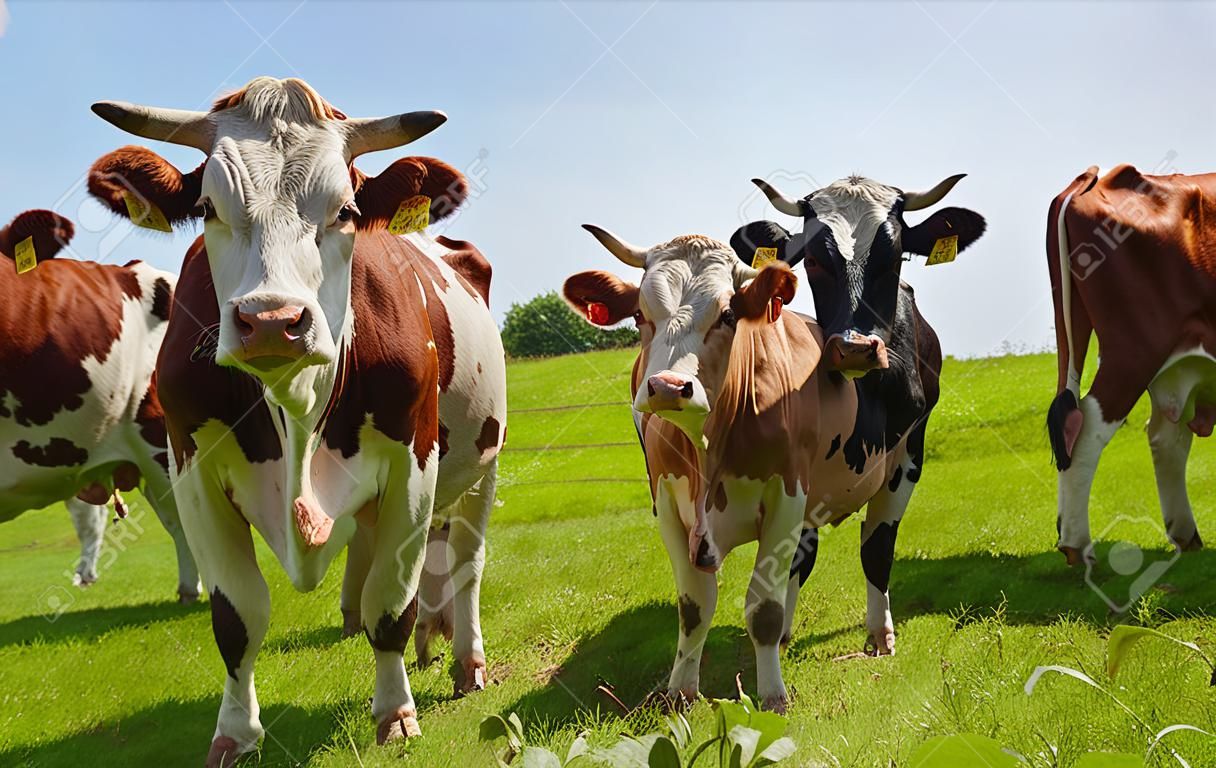 Gruppe Kühe auf der grünen Weide