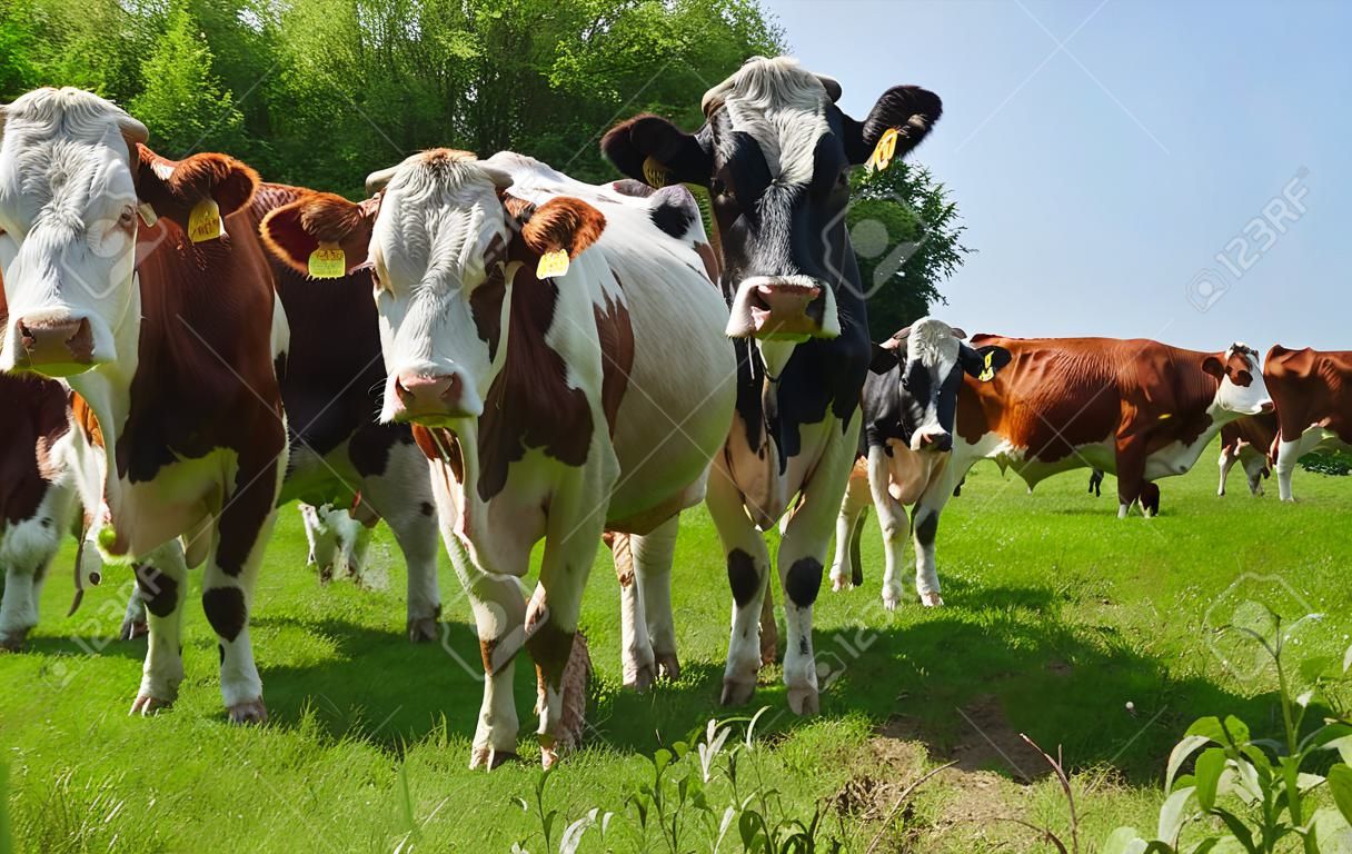 Group of cows in the green pasture