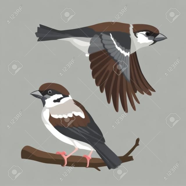 Realistic sparrow flying and sitting on branch. Vector illustration of little bird sparrow in hand drawn realistic style isolated on white background. Element for your design, print.