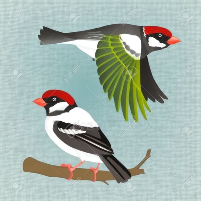Realistic sparrow flying and sitting on branch. Vector illustration of little bird sparrow in hand drawn realistic style isolated on white background. Element for your design, print.