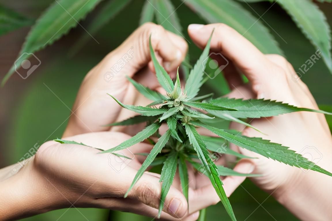 La mano della donna che tiene una foglia di marijuana di cannabis in crescita giovane all'interno di una casa verde. Concetto di cura della marijuana