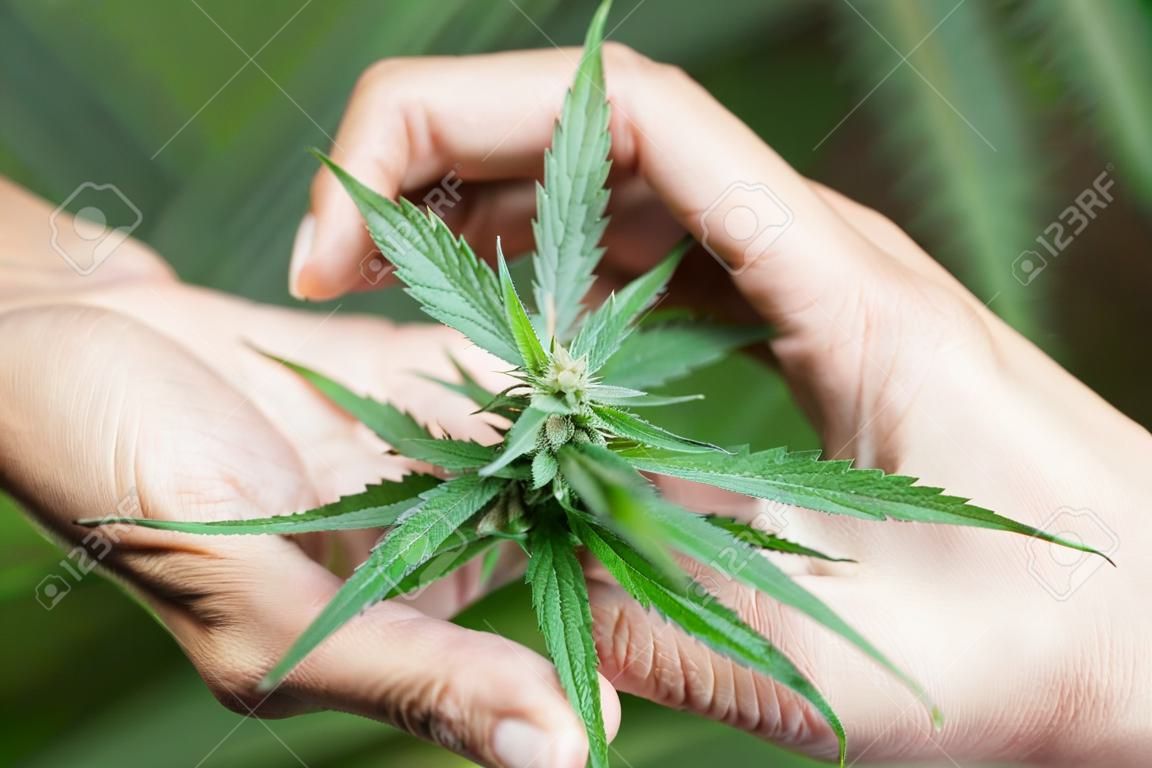 Woman's hand holding a young growing cannabis marijuana leaf inside a green house. Marijuana care concept