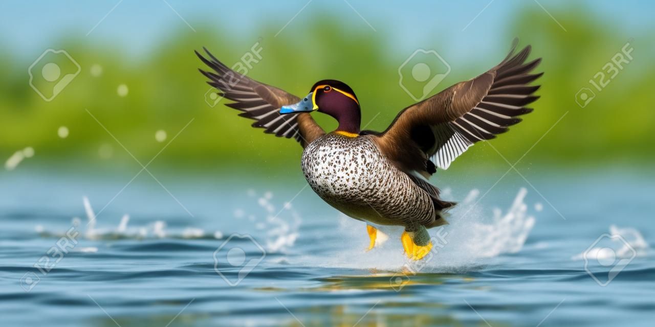 Wild duck flying in the lake,generated with AI. High-quality photo