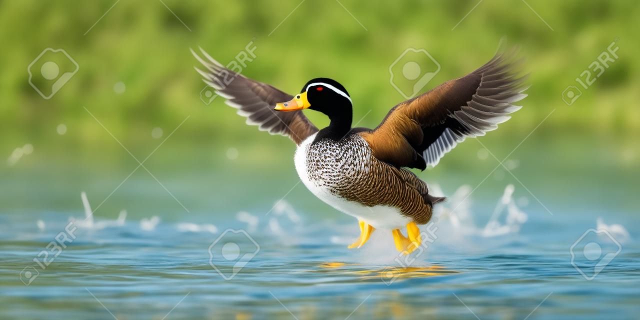 Wild duck flying in the lake,generated with AI. High-quality photo