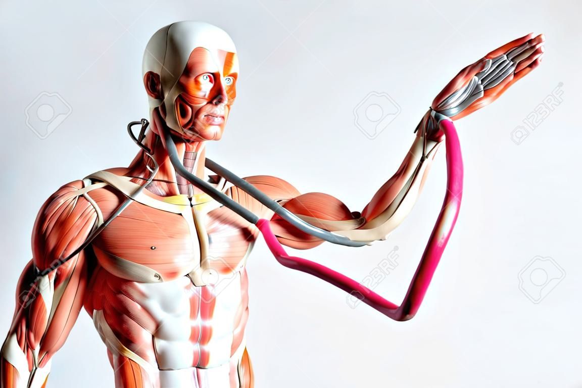 menschlichen Muskel