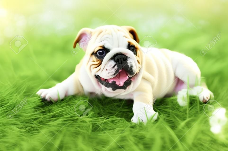Filhote de cachorro bulldog feliz bonito que joga na grama fresca do verão