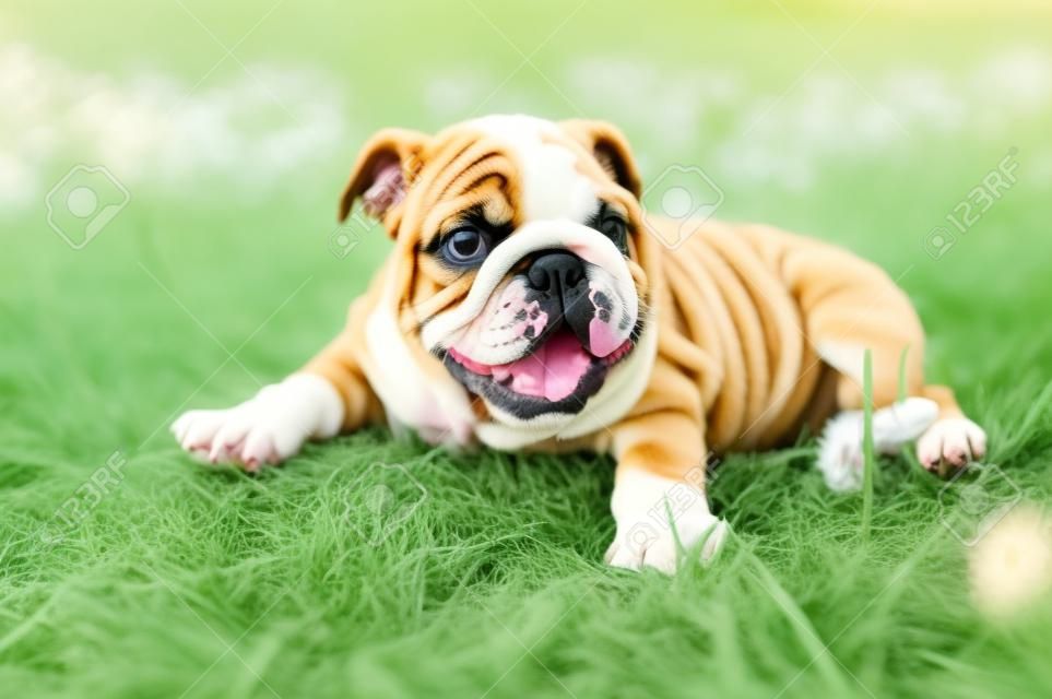 Filhote de cachorro bulldog feliz bonito que joga na grama fresca do verão
