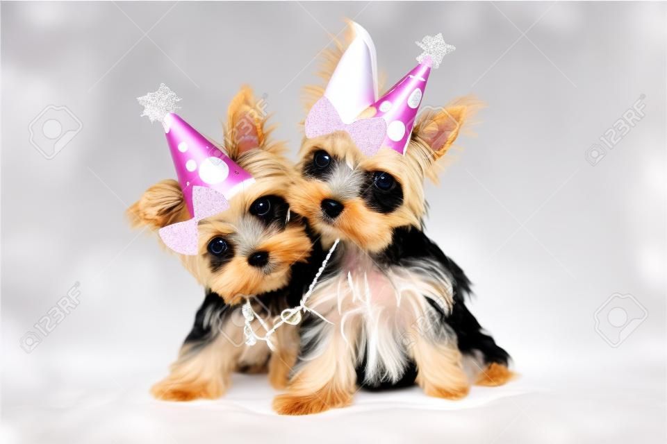 Cumpleaños del tema cachorros felices de Yorkshire Terrier en Canto Blanco