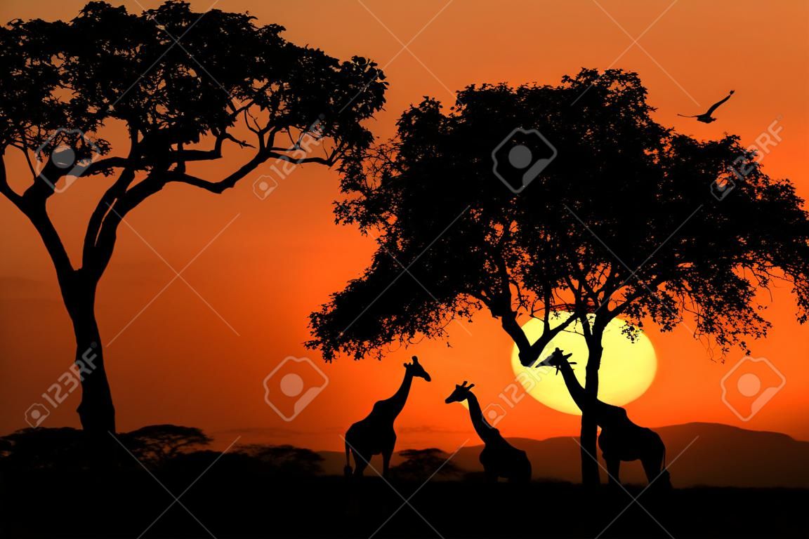 Girafes sud-africaine au coucher du soleil en Afrique