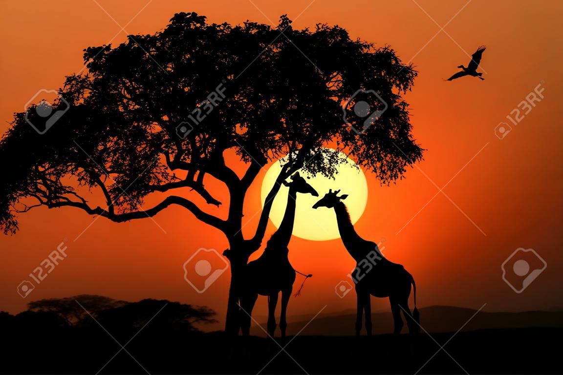 Girafes sud-africaine au coucher du soleil en Afrique