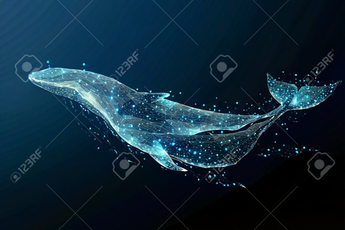 藍鯨由多邊形組成。海洋動物數字概念。繁星點點的天空或科摩斯的低聚矢量圖。